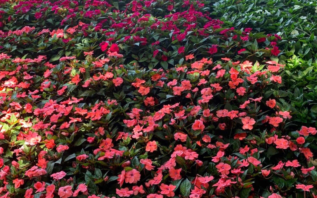 Native Baton Rouge Flowers