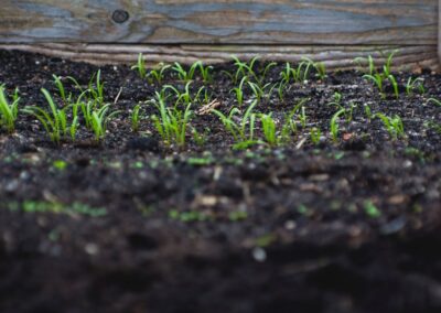The Impact of Soil on Your Lawn