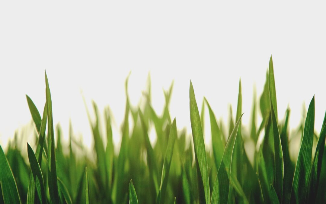 The Science Behind Commercial Lawn Mowing