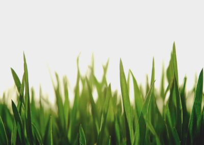 The Science Behind Commercial Lawn Mowing