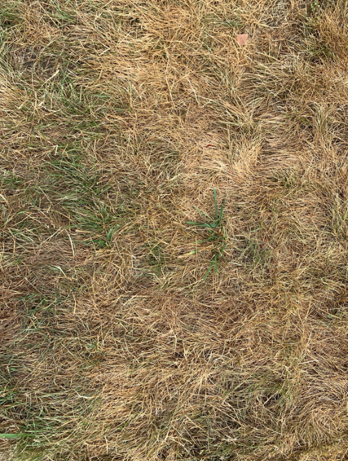 Determining Why Your Grass is Dying